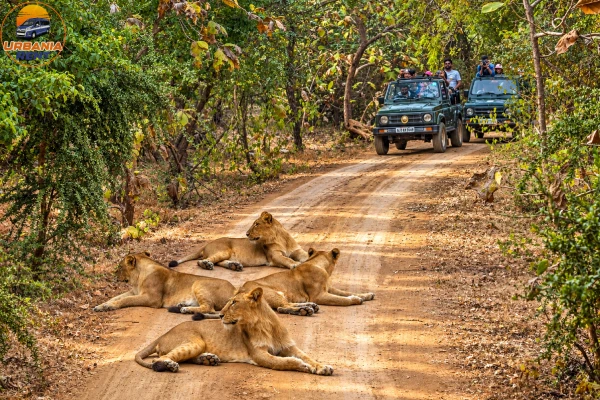 Gir National Park Gir National Park