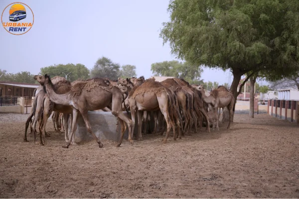National Research Centre on Camel